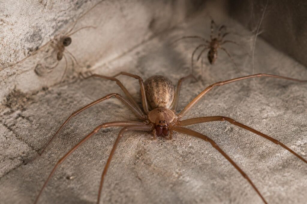 découvrez comment identifier l'araignée venimeuse malmignatte en france, ses caractéristiques, les risques qu'elle représente et les autres araignées dangereuses à connaître pour votre sécurité.